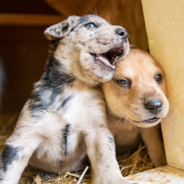 Köpek kulübesinde oynayan en tatlı teriyer labaratuar köpekleri.