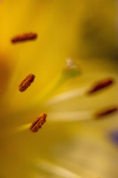 Makro Zbliżenie Lilii Żółtych — Zdjęcie stockowe