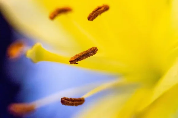 Sarı Zambakların Makro Yakın Çekimi — Stok fotoğraf