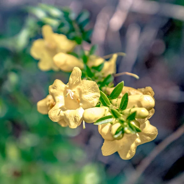 ノースカロライナ州のハイキングコースで成長している黄色いスナップドラゴンの花 — ストック写真