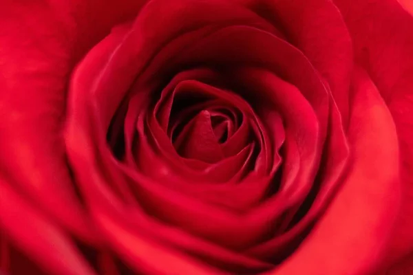 Beautiful Rose Macro Close Natural Light — Stock Photo, Image