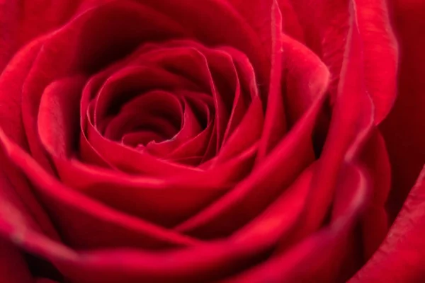 Beautiful Rose Macro Close Natural Light — Stock Photo, Image