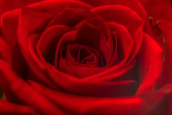 Beautiful Rose Macro Close Natural Light — Stock Photo, Image