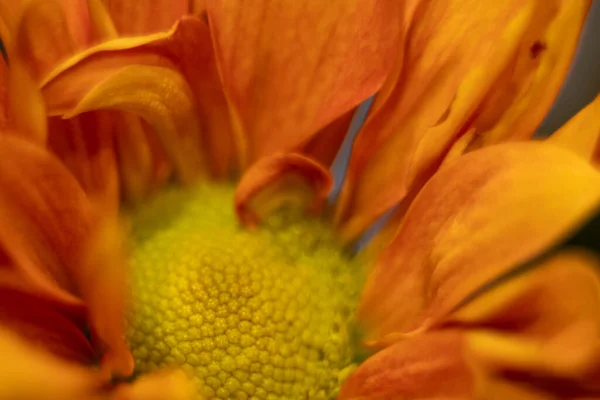 Turuncu Sarı Papatya Çiçeği Makro Yakın Plan — Stok fotoğraf