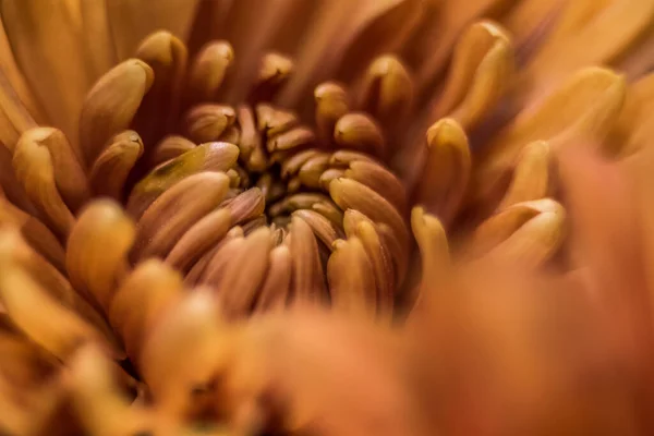 Pomarańczowy Jesień Kolor Makro Chryzantemy Kwiat — Zdjęcie stockowe