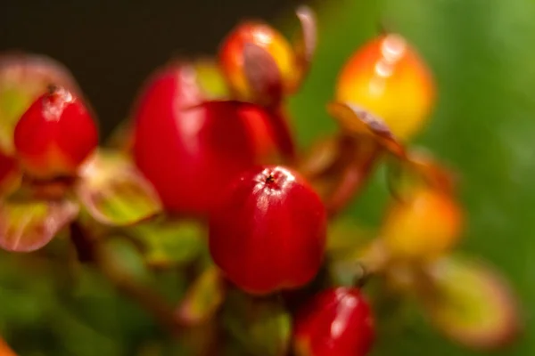 Rote Beere Hypericum Mit Grünen Blättern Bukett — Stockfoto