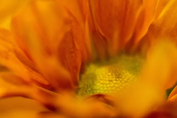 Pomarańczowy Żółty Stokrotka Kwiat Makro Zbliżenie — Zdjęcie stockowe