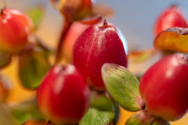 Rote Beere Hypericum Mit Grünen Blättern Bukett — Stockfoto