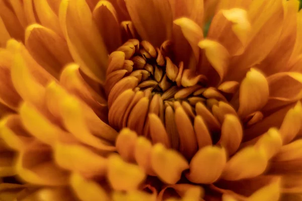 Orange Couleur Automne Macro Fleur Chrysanthème — Photo