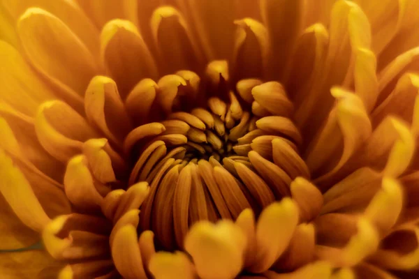 Orange Couleur Automne Macro Fleur Chrysanthème — Photo