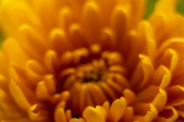 Оранжевый Осенний Цвет Макро Цветка Хризантемы — стоковое фото