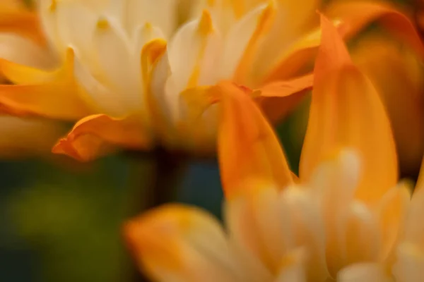 Orange Jaune Fleur Marguerite Macro Gros Plan — Photo