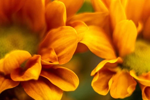 Orange Gul Tusensköna Blomma Makro Närbild — Stockfoto