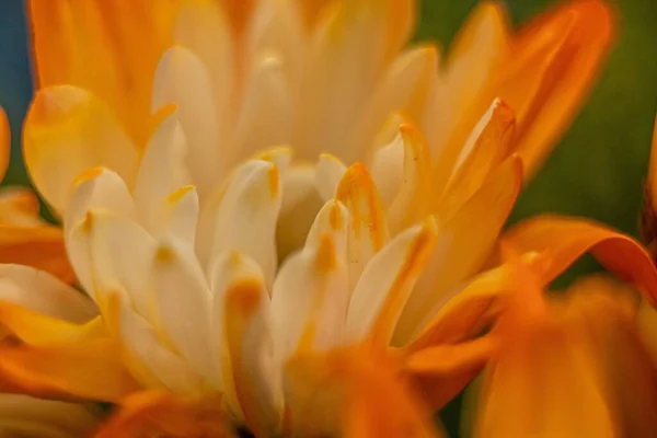 Orange Jaune Fleur Marguerite Macro Gros Plan — Photo