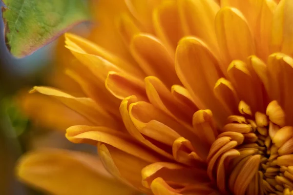 Orange Herbst Farbe Makro Der Chrysanthemenblüte — Stockfoto