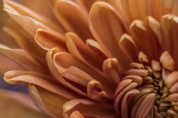 Оранжевый Осенний Цвет Макро Цветка Хризантемы — стоковое фото