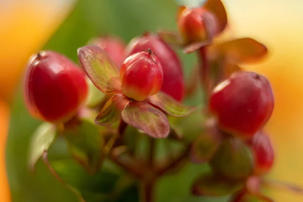 Hipericum Bayas Rojas Con Hojas Verdes Ramo —  Fotos de Stock