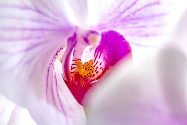 Flor Orquídea Falenopsis Macro Primer Plano —  Fotos de Stock