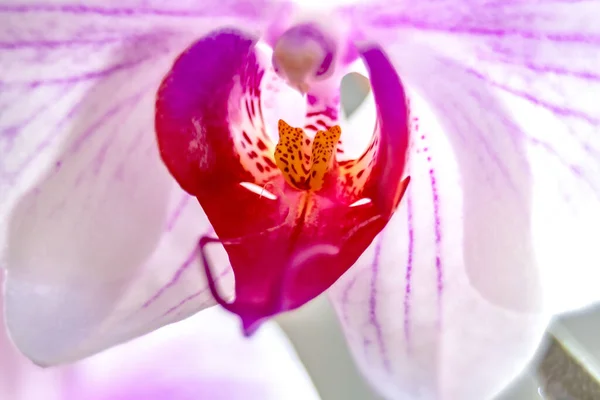 Flor Orquídea Falenopsis Macro Primer Plano —  Fotos de Stock