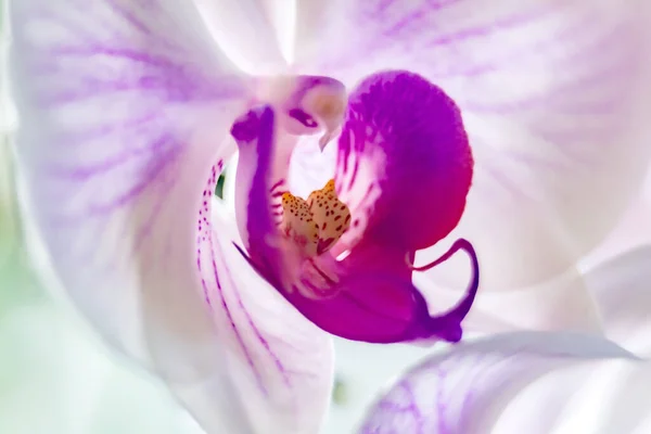 Flor Orquídea Falenopsis Macro Close — Fotografia de Stock