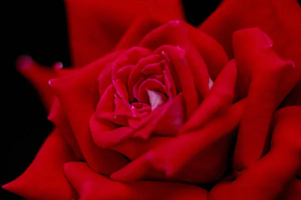 美丽的玫瑰在自然光下的宏观特写 — 图库照片