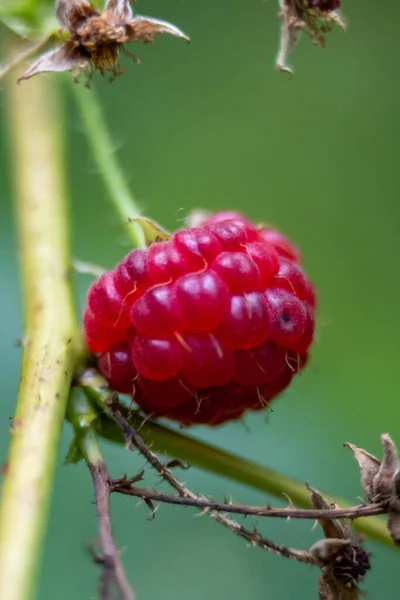 Hausgemachte Himbeer Makrone Auf Zweig — Stockfoto