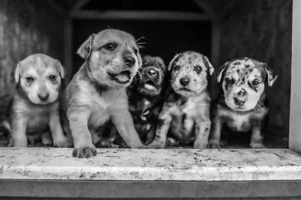 Legcukibb Terrier Labor Husky Mix Kölykök Játszik Kutyaházban — Stock Fotó