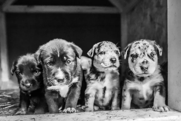 Legcukibb Terrier Labor Husky Mix Kölykök Játszik Kutyaházban — Stock Fotó