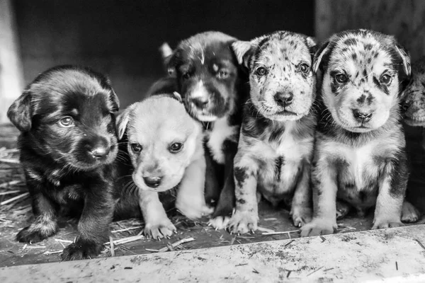 Schattigste Terrier Lab Husky Mix Puppies Spelen Hondenhok — Stockfoto