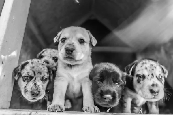 Legcukibb Terrier Labor Husky Mix Kölykök Játszik Kutyaházban — Stock Fotó