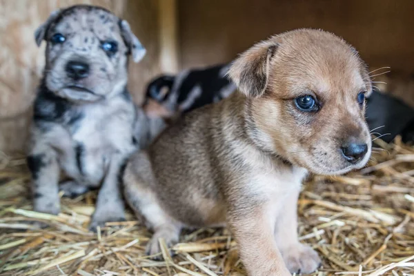 Köpek Kulübesinde Oynayan Tatlı Teriyer Labaratuar Köpekleri — Stok fotoğraf