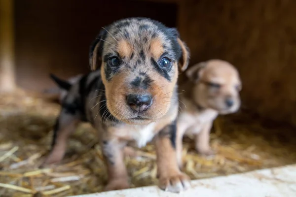 Köpek Kulübesinde Oynayan Tatlı Teriyer Labaratuar Köpekleri — Stok fotoğraf