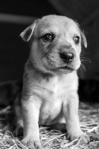 Köpek Kulübesinde Oynayan Tatlı Teriyer Labaratuar Köpekleri — Stok fotoğraf