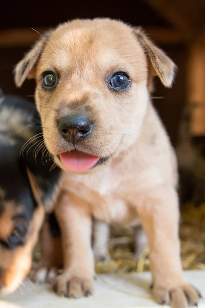 Schattigste Terrier Lab Husky Mix Puppies Spelen Hondenhok — Stockfoto