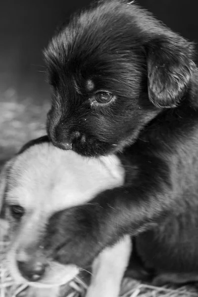 Legcukibb Terrier Labor Husky Mix Kölykök Játszik Kutyaházban — Stock Fotó