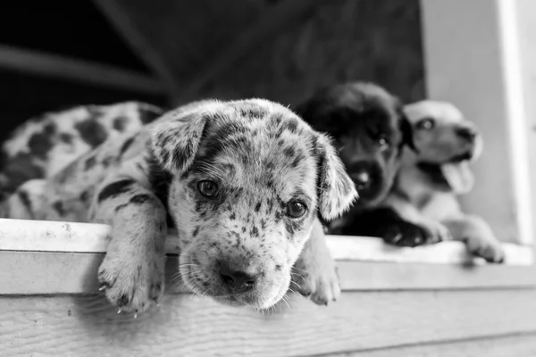 Legcukibb Terrier Labor Husky Mix Kölykök Játszik Kutyaházban — Stock Fotó