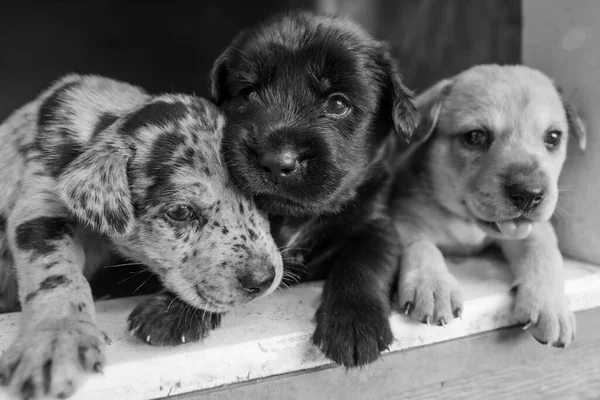 Schattigste Terrier Lab Husky Mix Puppies Spelen Hondenhok — Stockfoto