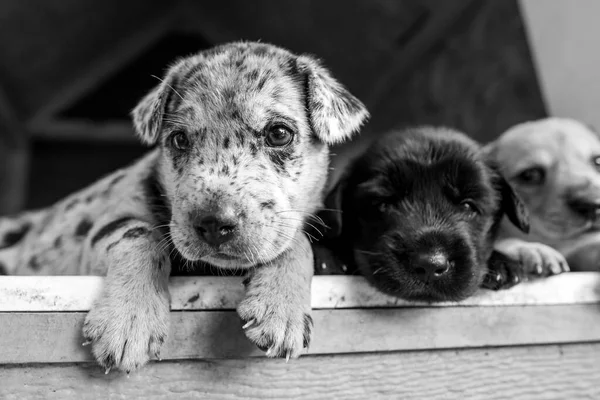Schattigste Terrier Lab Husky Mix Puppies Spelen Hondenhok — Stockfoto