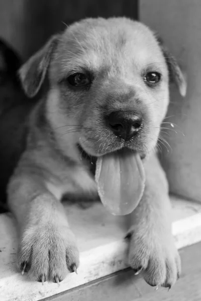 Legcukibb Terrier Labor Husky Mix Kölykök Játszik Kutyaházban — Stock Fotó