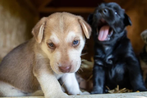 Köpek Kulübesinde Oynayan Tatlı Teriyer Labaratuar Köpekleri — Stok fotoğraf