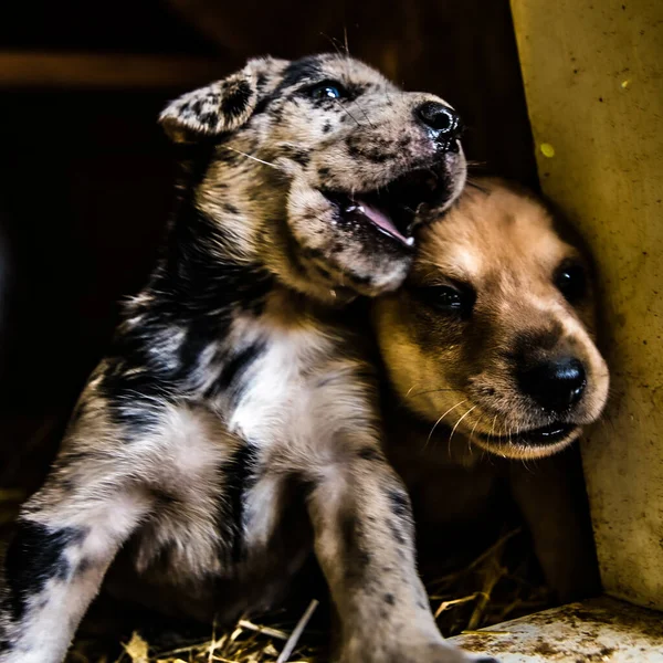 Köpek Kulübesinde Oynayan Tatlı Teriyer Labaratuar Köpekleri — Stok fotoğraf