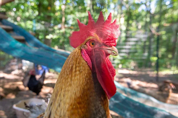 beautiful colorful portrait of a rooster near chicken coop