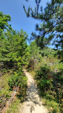 Bereketli Yeşil Orman 'da Yürüyüş Yolu 