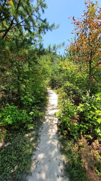 Hiking Trail Lush Green Forest — Stock Photo, Image