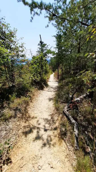 Hiking Trail Lush Green Forest — Stock Photo, Image