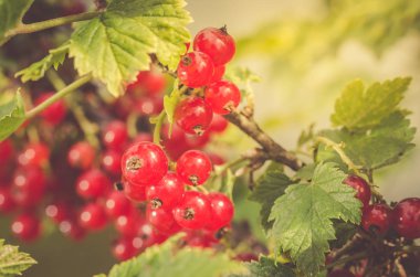 Yeşil şube/kırmızı frenk üzümü üzerinde kırmızı kuş üzümü çilek çilek bahçesinde yeşil dal