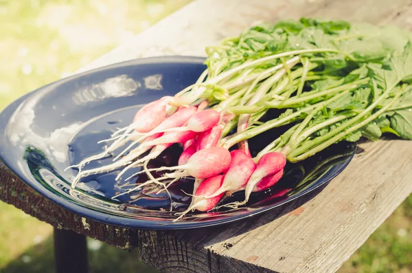 paket sağlıklı turp/turp siyah bir kase içinde bir bahçe, seçici odak beyaz bir bankta
