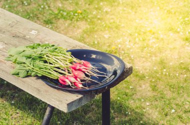 turp siyah bir kase içinde bir bahçe Bahçe/taze bahçe bir turp bir bankta. Tonda