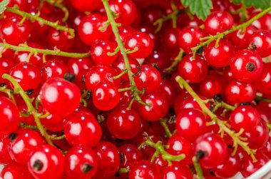 kırmızı kuş üzümü/arka plan kırmızı kuş üzümü kökenli. Yakın çekim