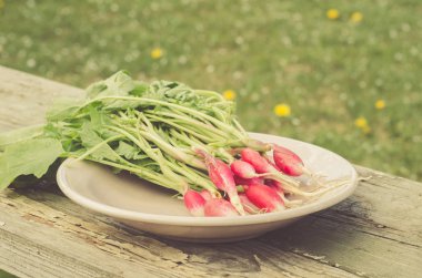 bir kase içinde açık hava/taze turp ahşap, seçici odak üzerinde bir kapta taze turp